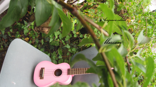benjamin soldan - blossom